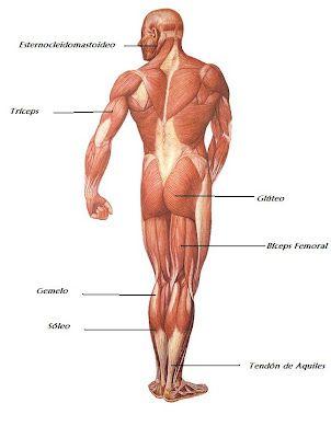 3. Fortalece los músculos y huesos